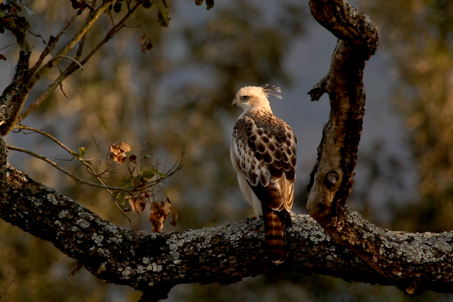 12 Nights 13 Days South India Birding Tour