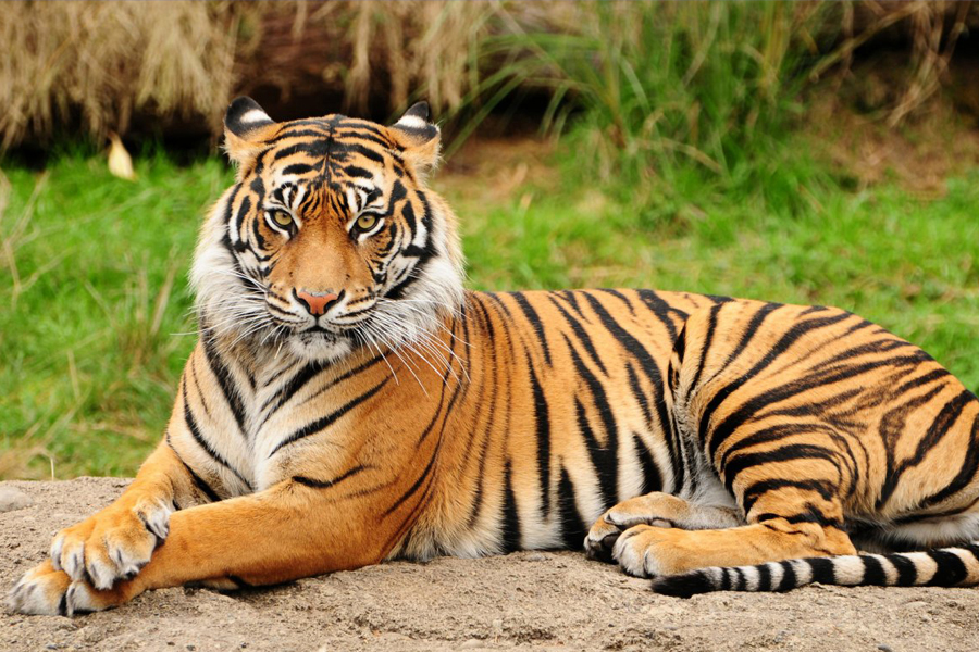 14 Nights 15 Days Wildlife of India