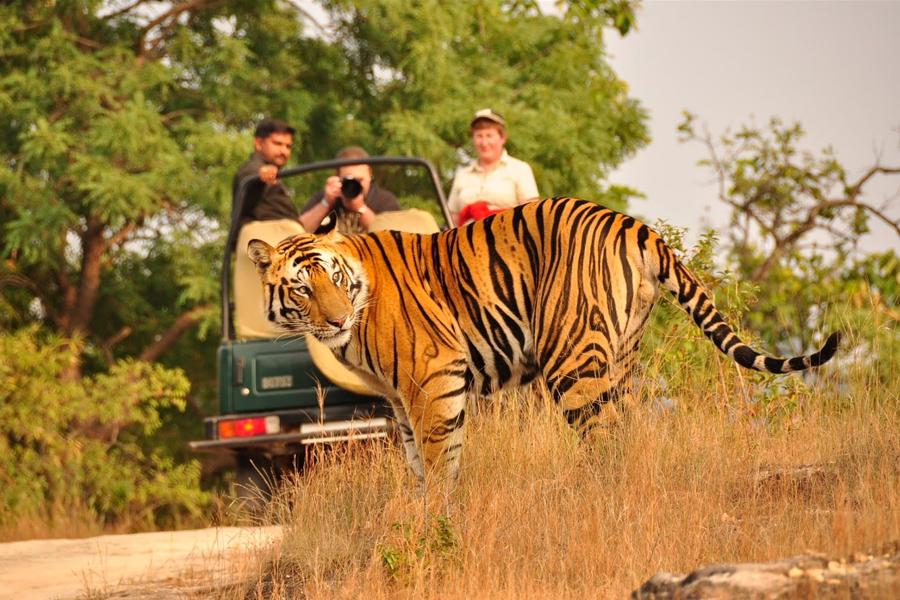 10 Nights 11 Days Rajasthan Wildlife Tour