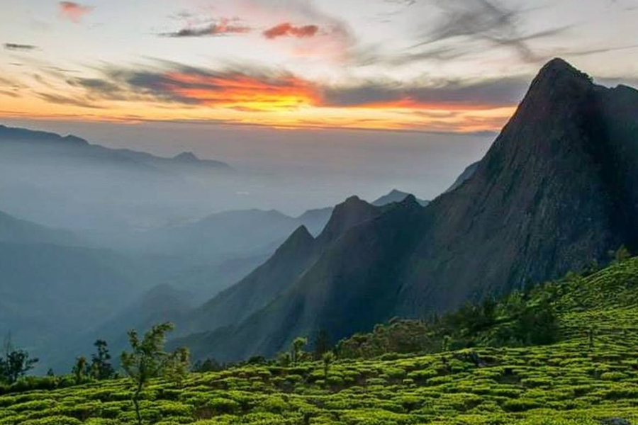 12 Nights 13 Days Tea and wildlife trails