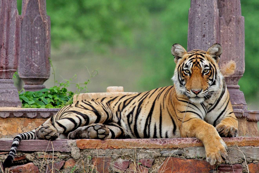 Same Day Jaipur Ranthambore Tour